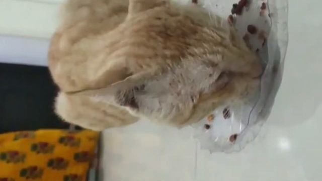 Our Precious Time Spent with Cat Ginger reuploaded смотреть онлайн