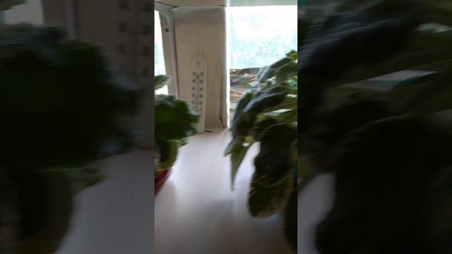 Как фиалки переносят долгосрочное отсутствие ухода и заботы за ними........ смотреть онлайн