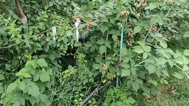 малина 'Кумберленд'