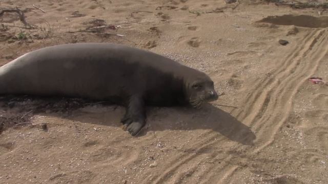 A visit to Niihau - the "Forbidden Island" (December 9, 2016) смотреть онлайн