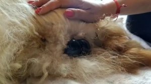 роды померанского шпица