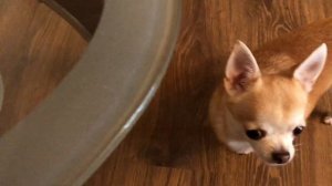 Памперсы для собак, плюсы и минусы, чем заменить?