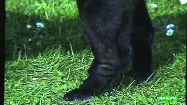 Порода собак. Шарпей. смотреть онлайн