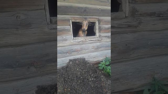 Как можно хорошо жить в деревне с животными смотреть онлайн