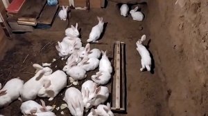 Кролики живут и размножаются в яме, в старом погребе. Тепло зимой и летом прохладно.