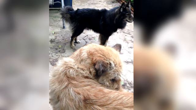 о нас, собаках