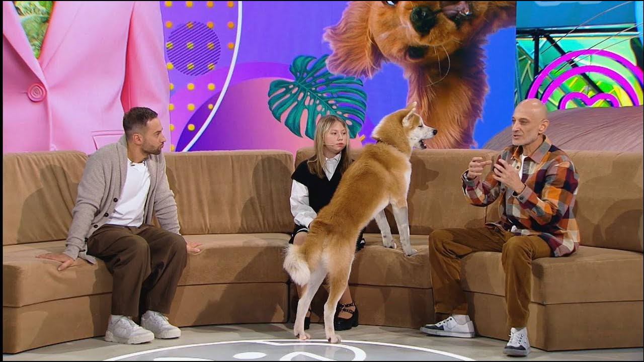 Передача "В кругу друзей" (Агрессивная Акита) смотреть онлайн