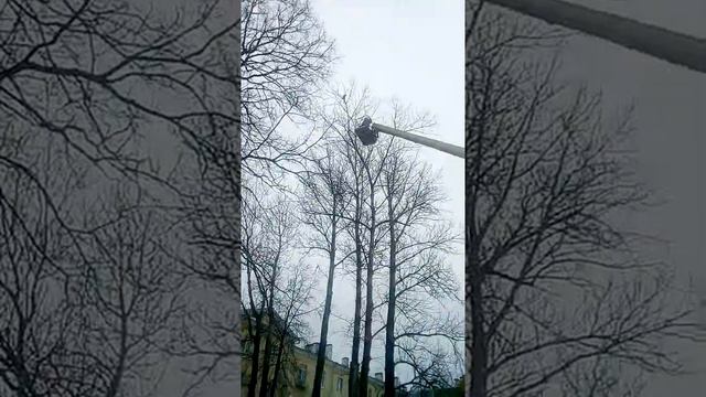 Коммунальщики в Волхове спасли кота, прожившего на дереве три дня смотреть онлайн