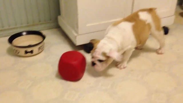 3 Month-old Bulldog Pup Dory Solves Treat Puzzle смотреть онлайн