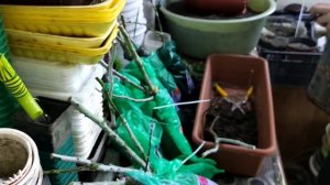 ЧТО ДЕЛАТЬ С РОЗАМИ ПОСЛЕ ПОКУПКИ ?!Р РОЗЫ ИЗ СВЕТОФОРА