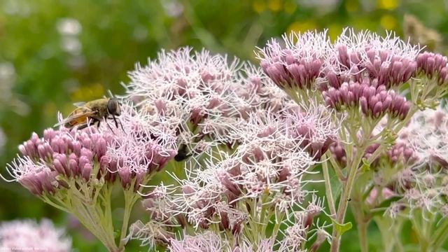 MUSS man haben - blutstillend, entzündungshemmend, schmerzlindernd, kräftigend, heimisch смотреть онлайн