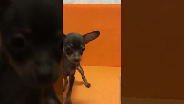 Русский той Тойтерьер Продажа Мальчик 08.12.2020г смотреть онлайн