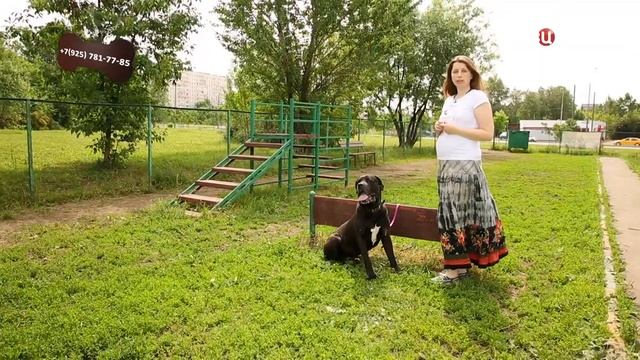 Стэн смотреть онлайн