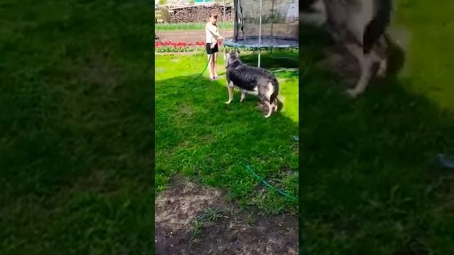 Как правильно купать собаку смотреть онлайн