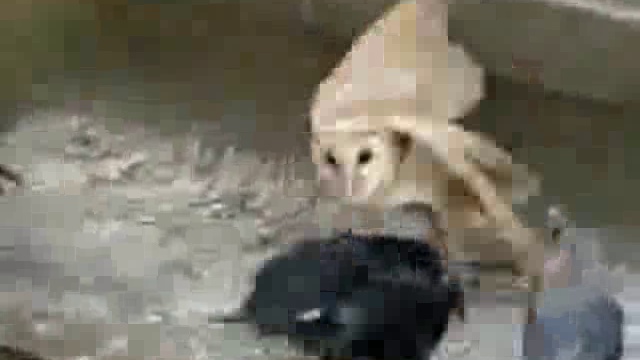 Драка,один против всех))) смотреть онлайн