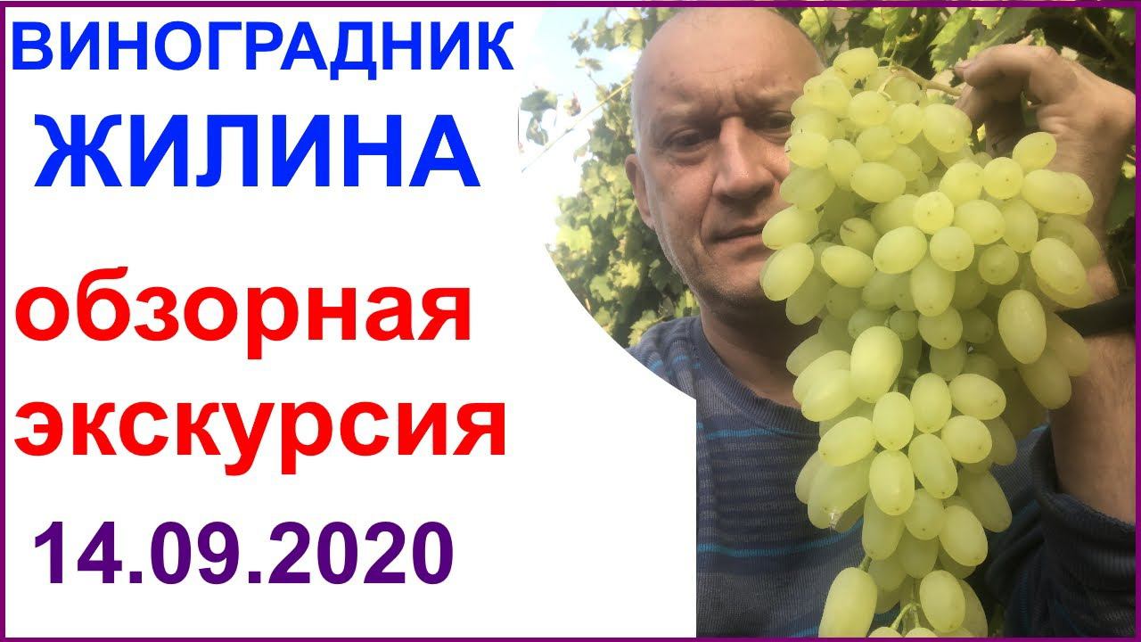 Обзор виноградника Вадима Жилина на 14.09.2020