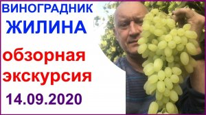 Обзор виноградника Вадима Жилина на 14.09.2020