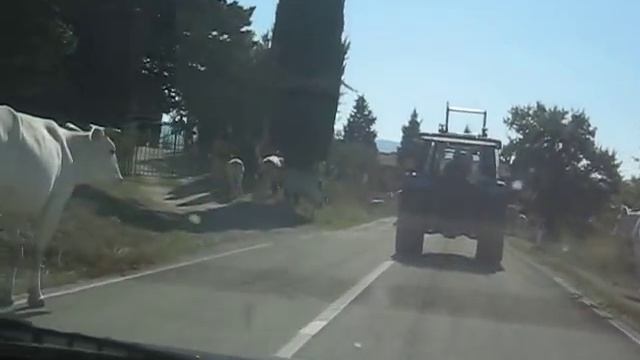 Chianina Cows On The Move In Umbria Italy