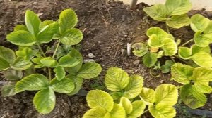 Желтеют листья у клубники, что делать? Карликовые томаты - скоро соберем урожай.