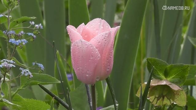 Самые счастливые имена для девочек смотреть онлайн
