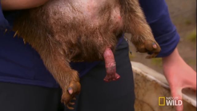 ШОК ! Ехидна напала на женщину. Echidna attacked a woman смотреть онлайн