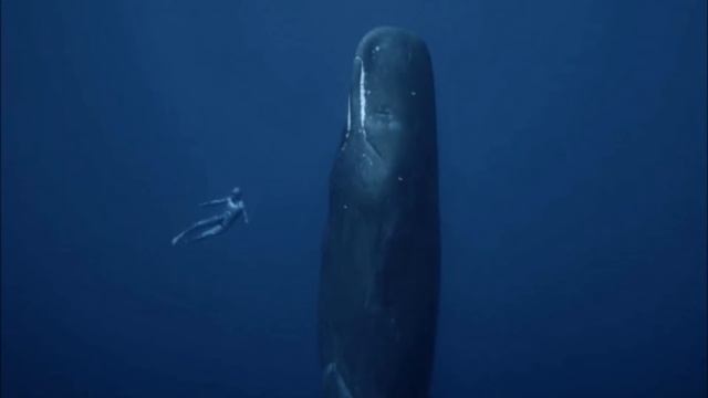 Как живёт кашалот смотреть онлайн