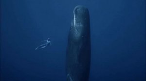 Как живёт кашалот
