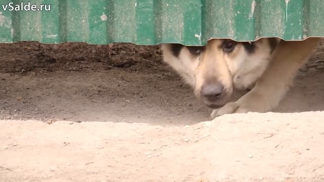 Пленный гидрант. Салдинца обязали перенести забор для доступа к пожарной колонке смотреть онлайн