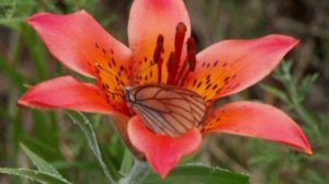 Дапсы - Сибэкки