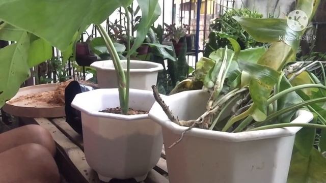 VLOG#31: How To Plant The Epipremnum Pinnatum (Philodendron Dragon Tail)
