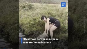 Женщина в одиночку вытащила барана из грязевого болота