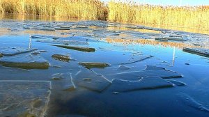 Зимняя охота на утку. Всё сковало льдом, а я охочусь! Много утки. Первый лёд.