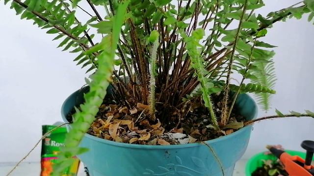 helechos poda y cuidados chuyito jardinero смотреть онлайн