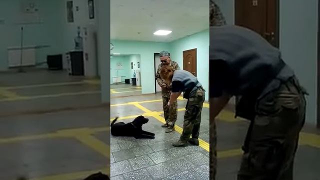 Собака поводырь. Лабрадор. смотреть онлайн