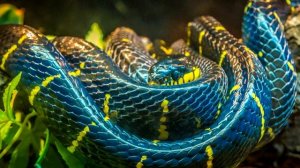 Питон - интересные факты