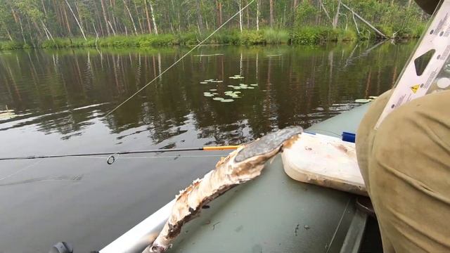 РЫБАЛКА В КУВШИНКАХ.Чудо-приманка КУЗНЕЧИК.Спиннинг на халяву.Ловля щуки и окуня.Рыбалка на спиннин смотреть онлайн