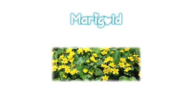 Safe Plants and Herbs For Hamsters смотреть онлайн