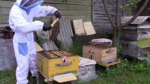 Делаю отводок на свою плодную матку