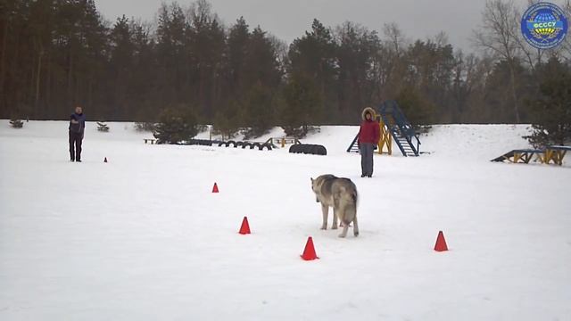 Экзамен ОКД. Описание и оценка. смотреть онлайн