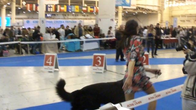 FCI-CACIB "ЗОЛОТЫЕ ВОРОТА - 2016" - 24-04-2016 г. - часть 3 смотреть онлайн