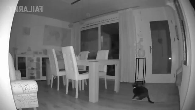 6 minutes of cats Falling/JUMPING FAILS смотреть онлайн