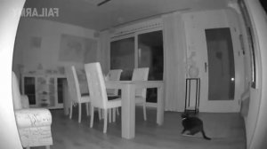 6 minutes of cats Falling/JUMPING FAILS