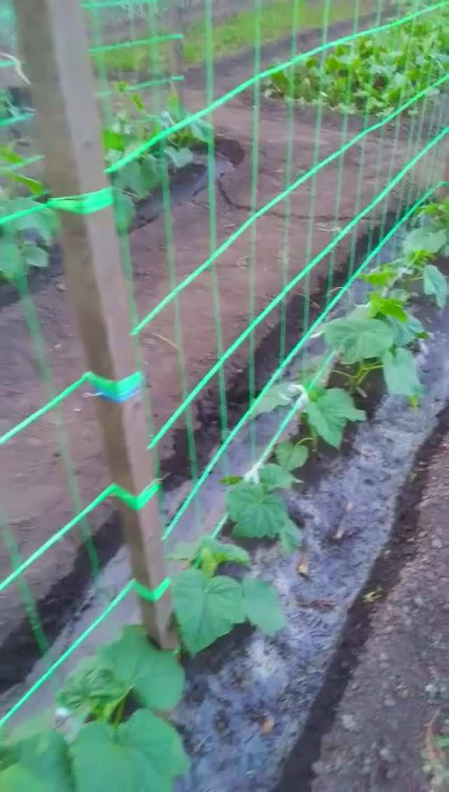 Как можно подвязать огурцы подсмотрели у опытной огородницы смотреть онлайн