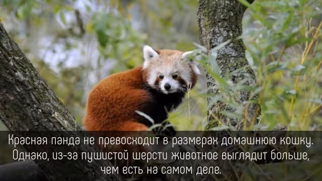 ⭐️ 5 фактов о КРАСНОЙ ПАНДЕ, которые не так легко НАЙТИ смотреть онлайн