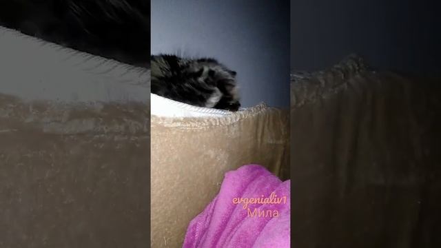 #cat #mila #мила #кошка #красавица #котенок #животные Моя красавица ❤️?. Ура выходные? Мила балдеет смотреть онлайн