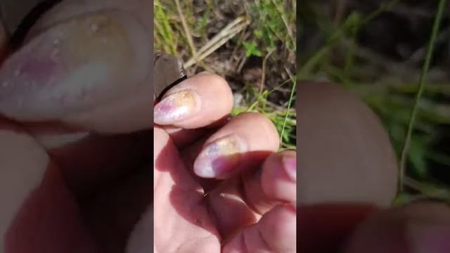 MD4060 коп на заливе. нашла гильзы и монету. смотреть онлайн