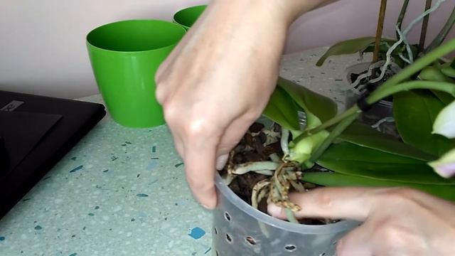 Пересадка орхидеи. Сравнение пересаженной и не пересаженной орхидеи. Год спустя после пересадки. смотреть онлайн