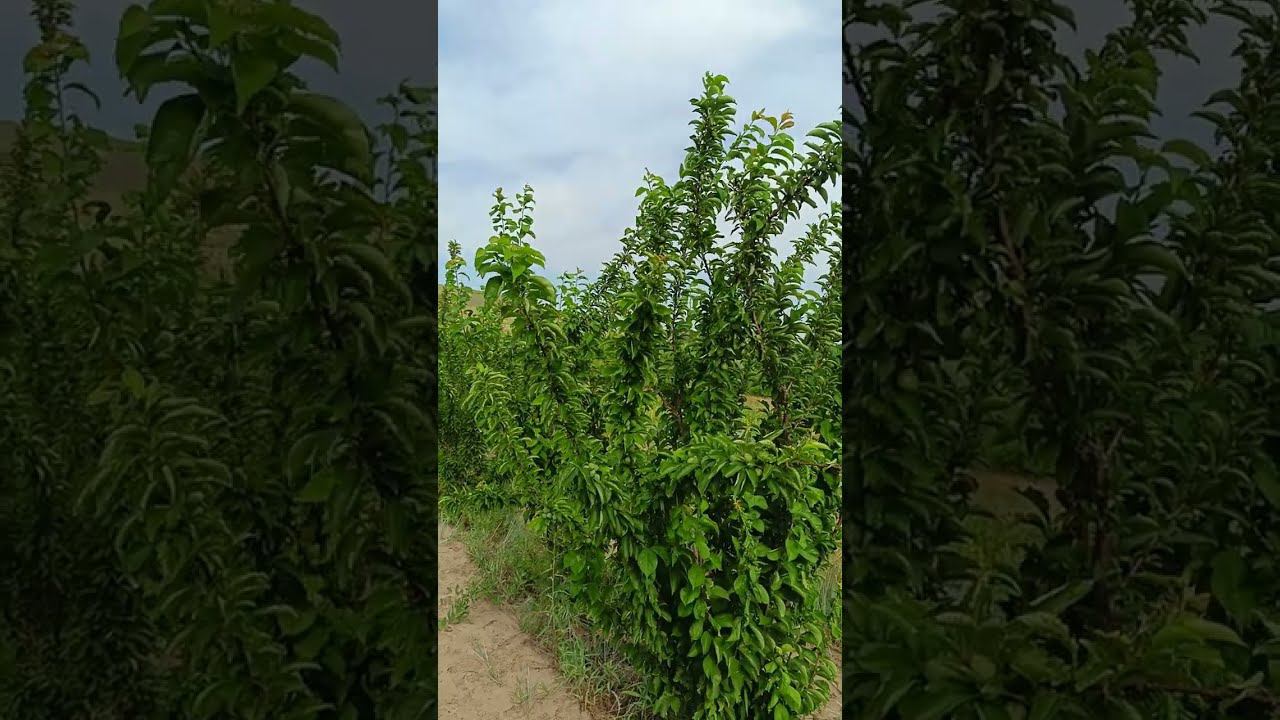 Еще раз о формировка дерева