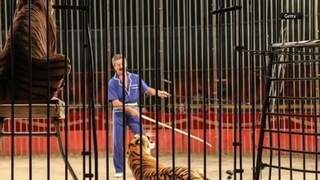 Circus tigers kill trainer in Italy смотреть онлайн