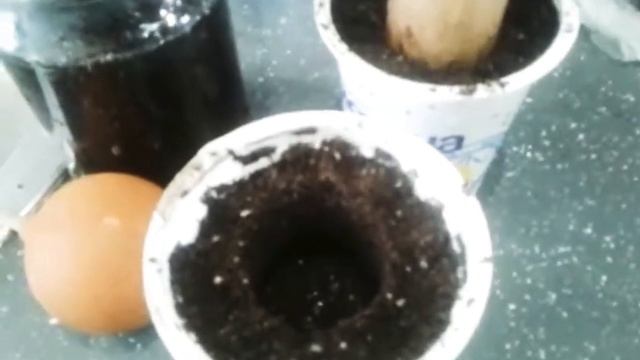 Как пересадить хризантему смотреть онлайн